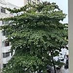 Copacabana Duvivier